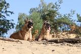 MALINOIS 135